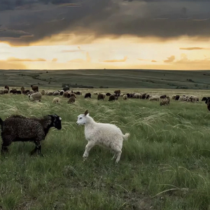 法国做爰XXXⅩ性派对
